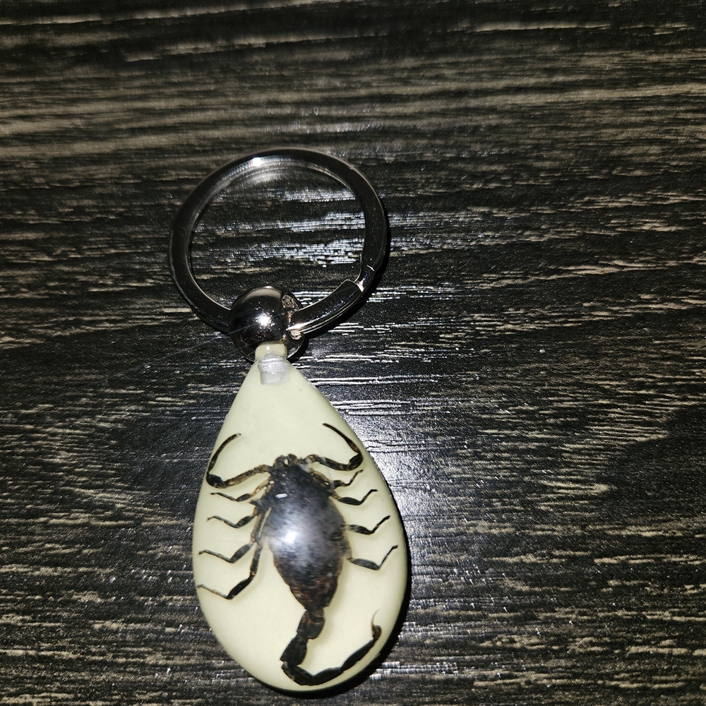 🦋 Lot B/E Real Taxidermy Scorpion Keychain with Cream Background
